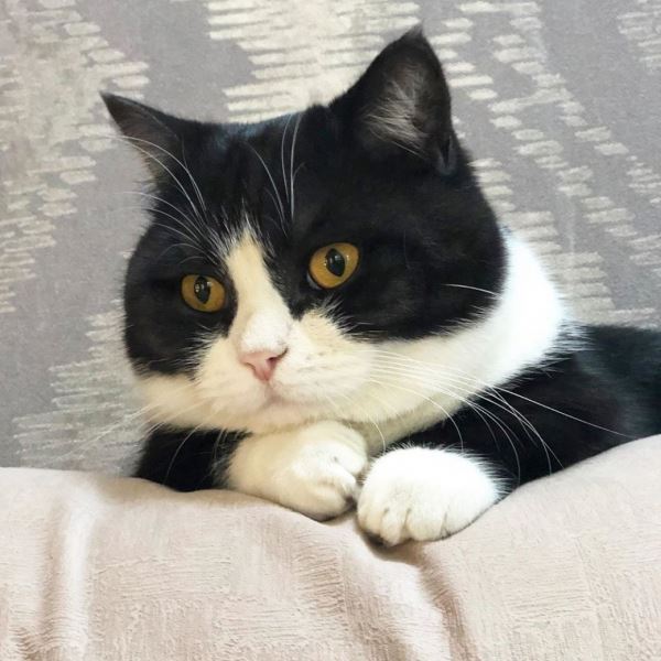 Милая кошка с короткими лапками покорила Инстаграм 